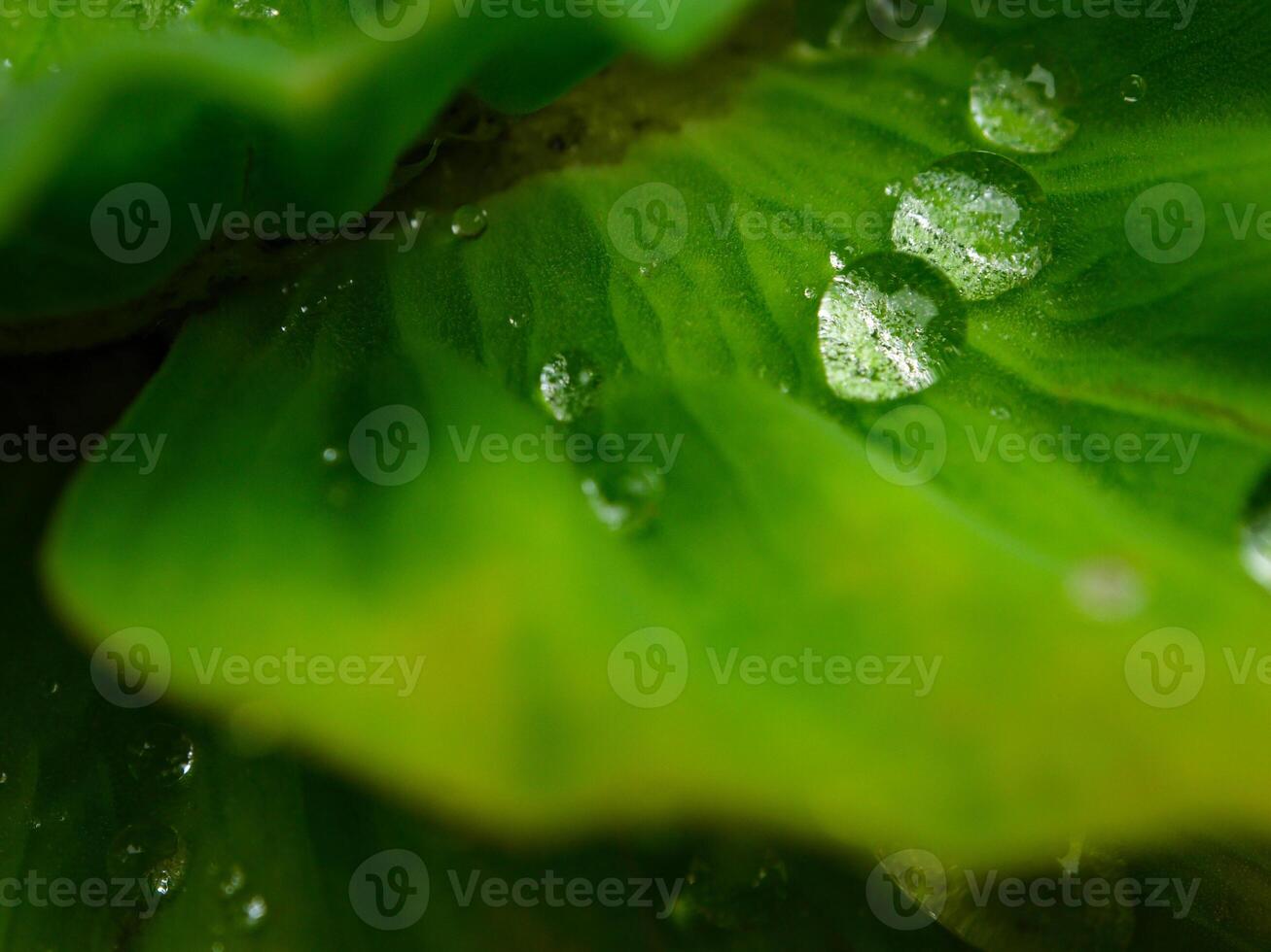 grön blad med vatten droppar stänga upp foto