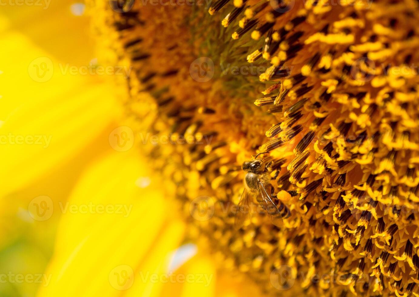 bi samlar nektar från en solros foto