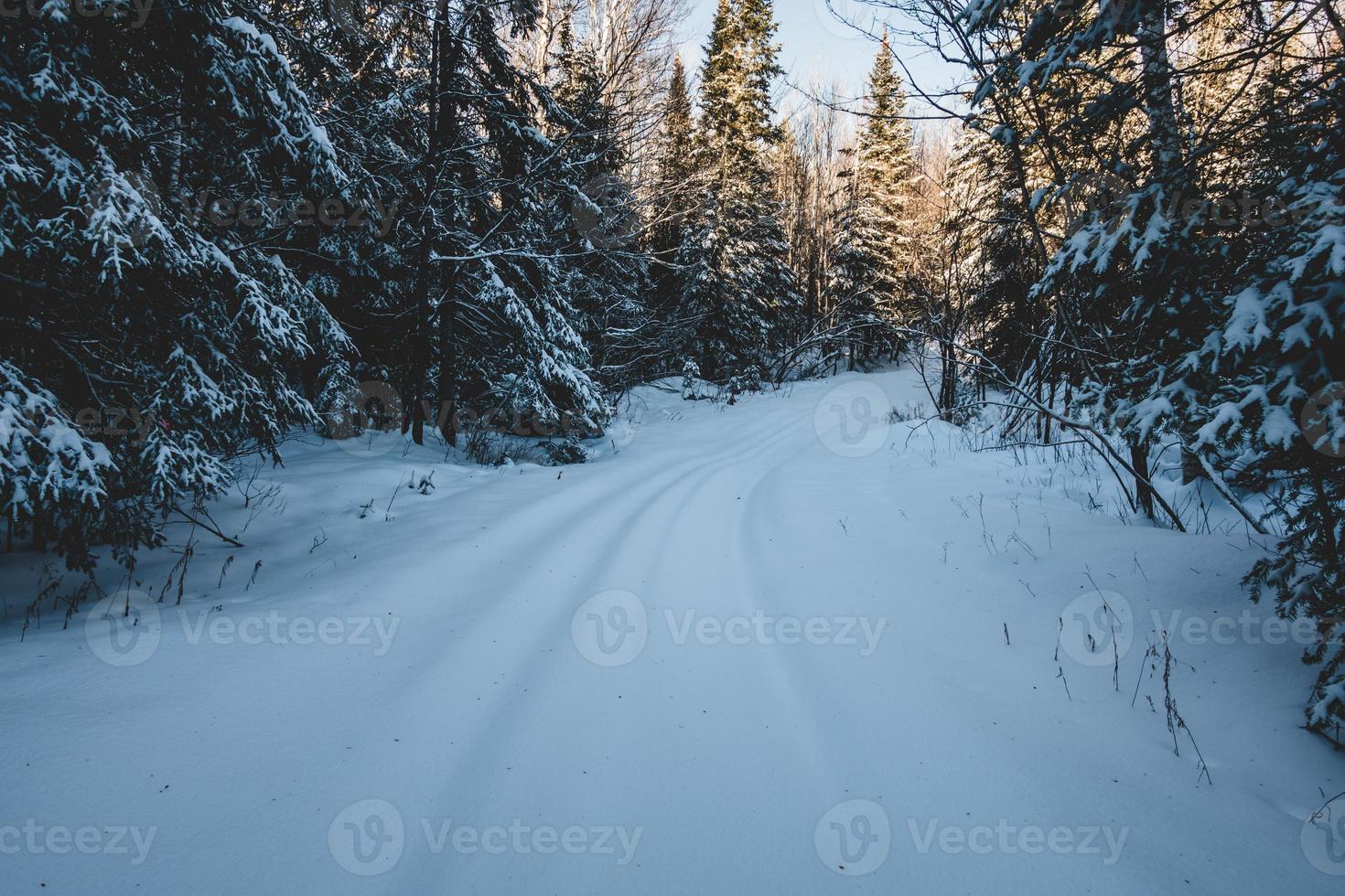 stängd väg i skogen på grund av kraftig snö foto