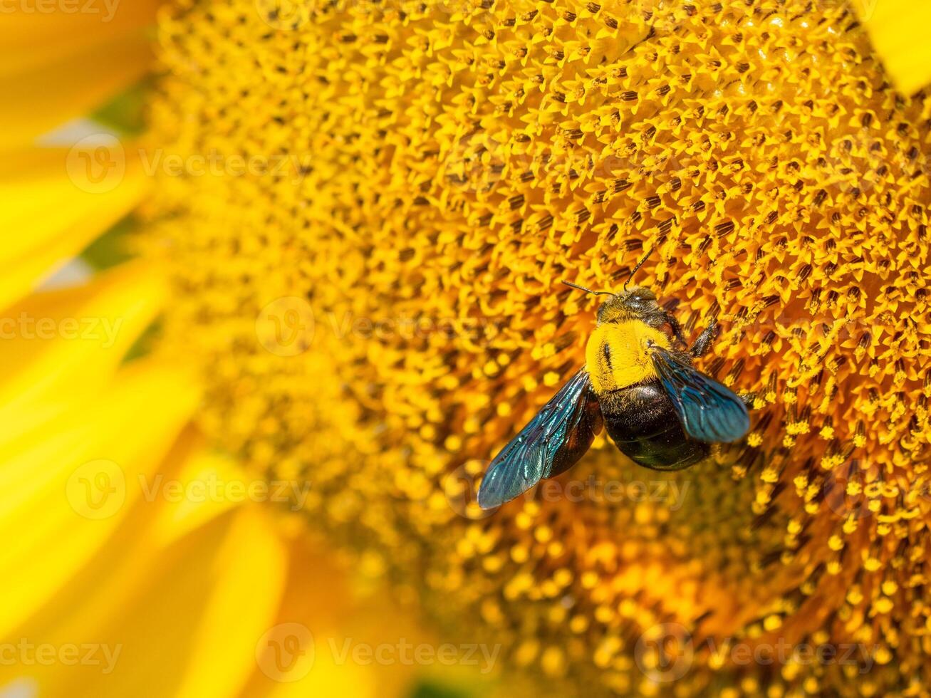 flygande insekter samla nektar från solros. foto