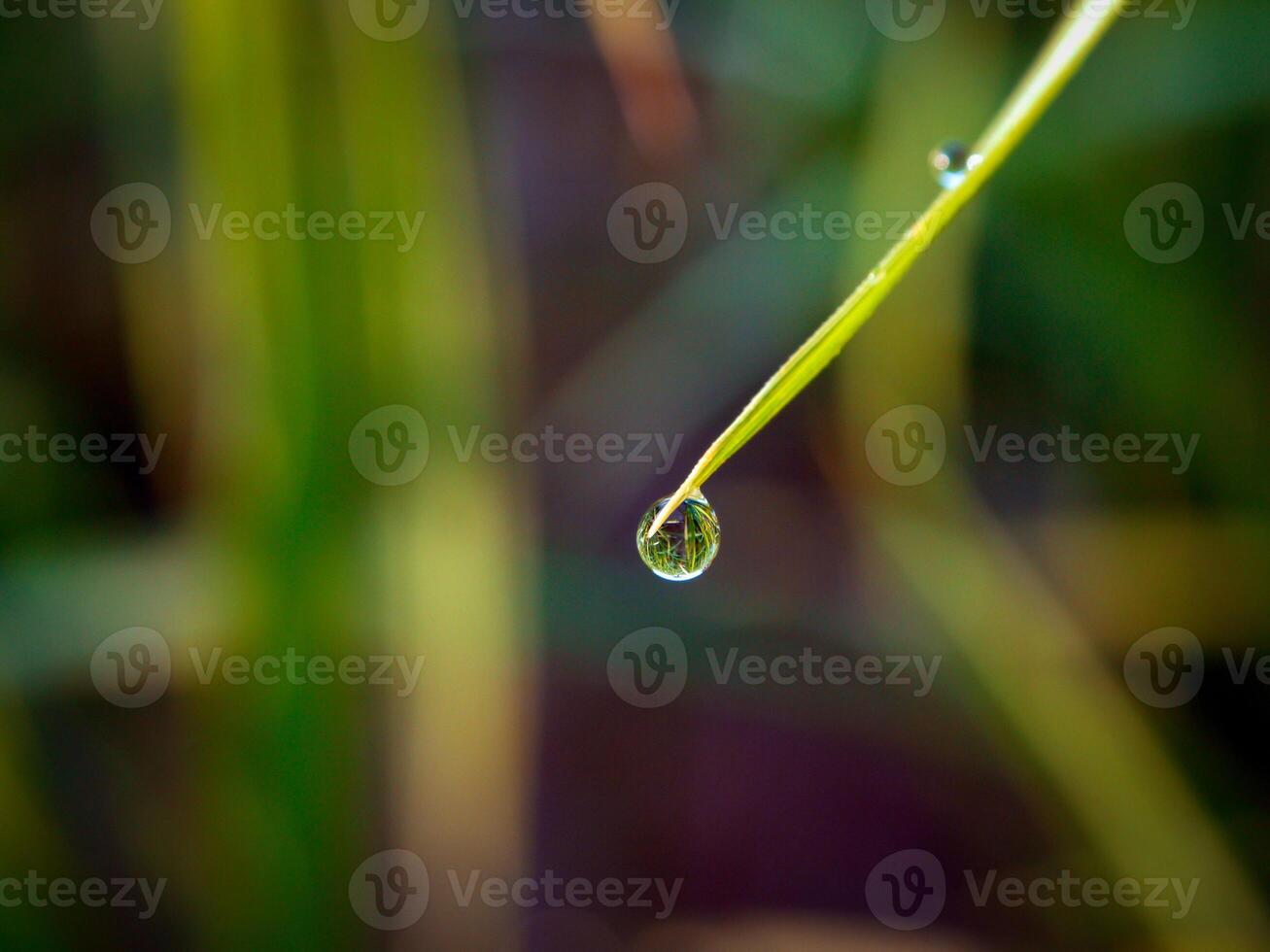 närbild av regndroppar på löv foto