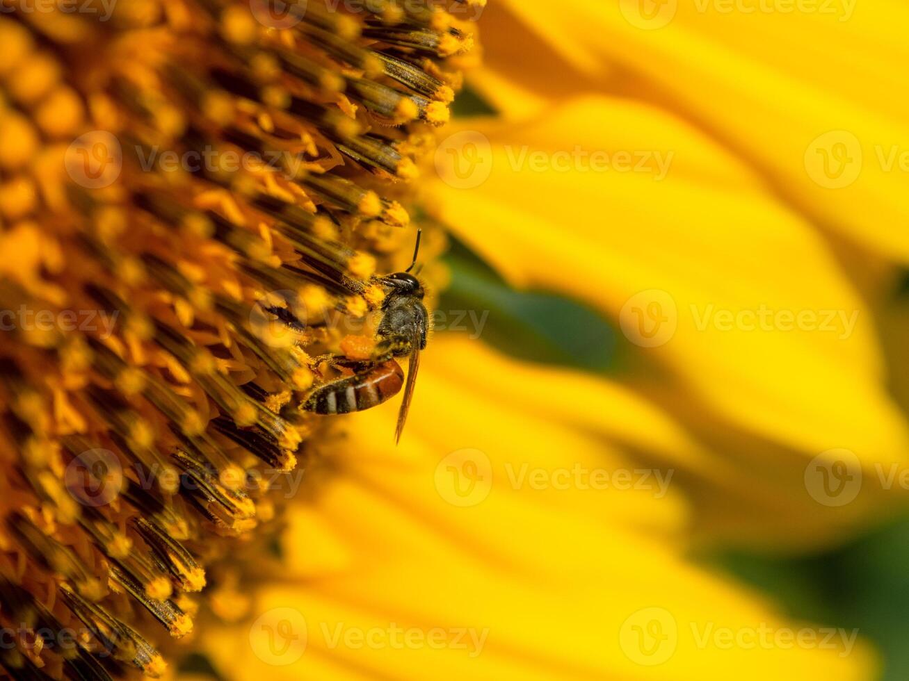 bi samlar nektar från en solros foto