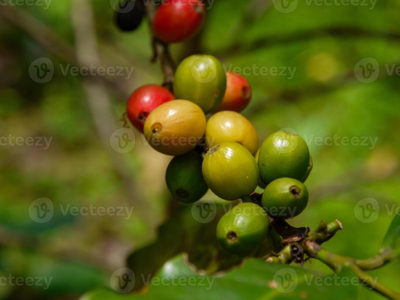 kaffe bönor, färsk kaffe bönor, löv. foto