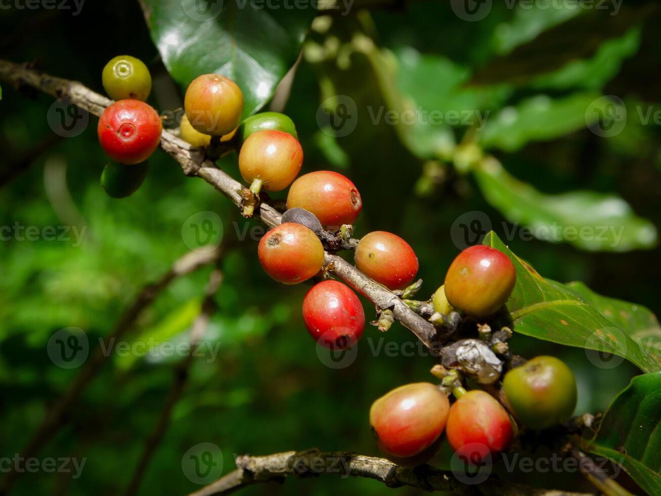 kaffe bönor, färsk kaffe bönor, löv. foto