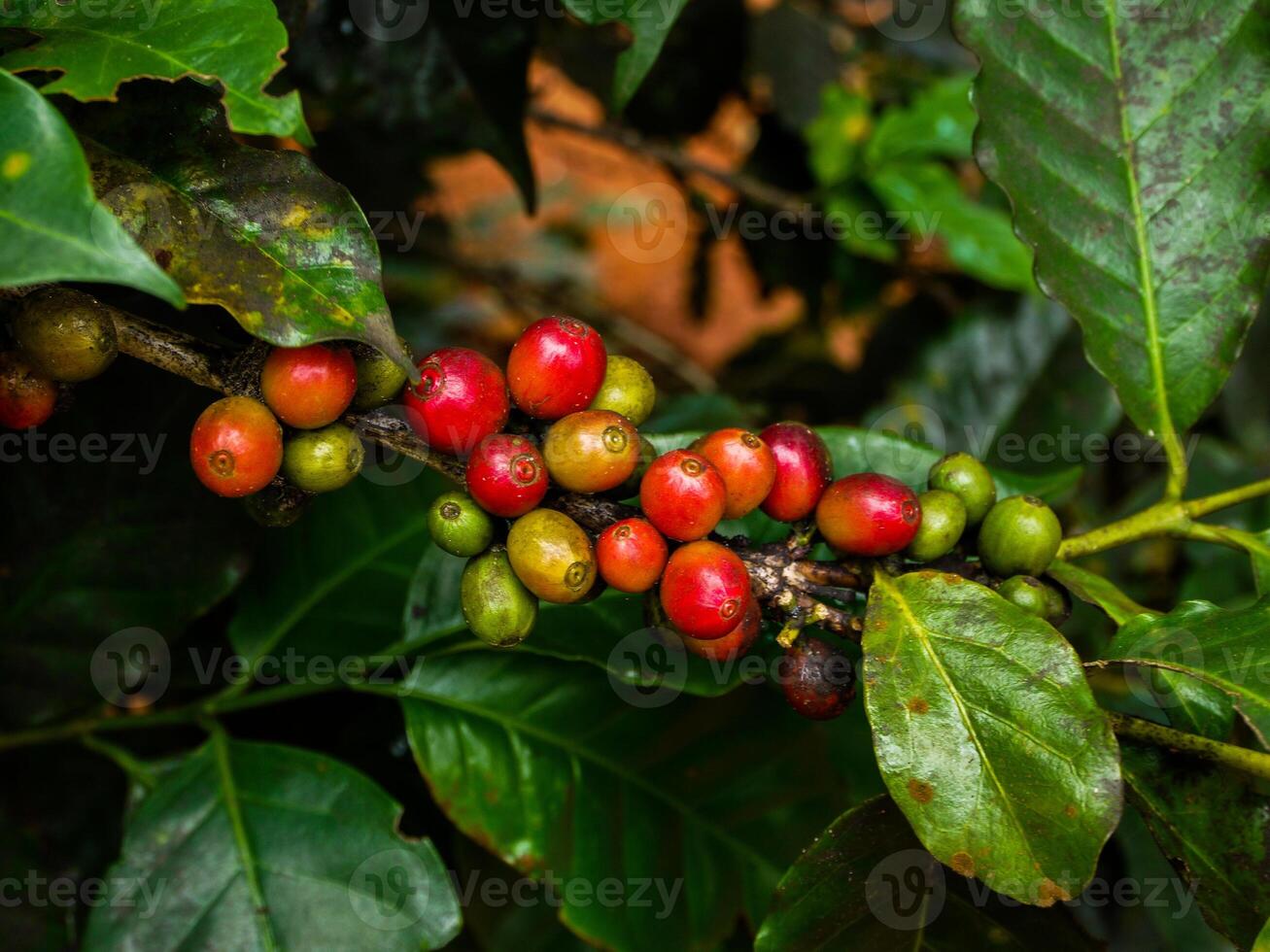 kaffe bönor, färsk kaffe bönor, löv. foto