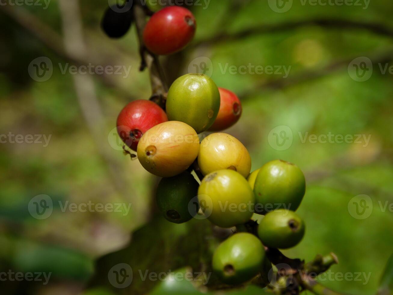 kaffe bönor, färsk kaffe bönor, löv. foto