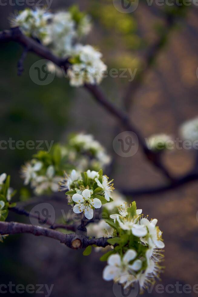 sur körsbär blomma i solnedgång foto