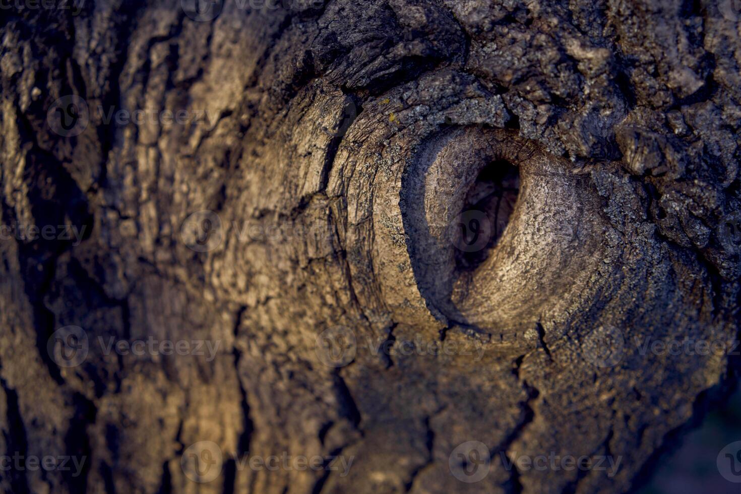 ett öga formad ihålig i en valnöt träd foto