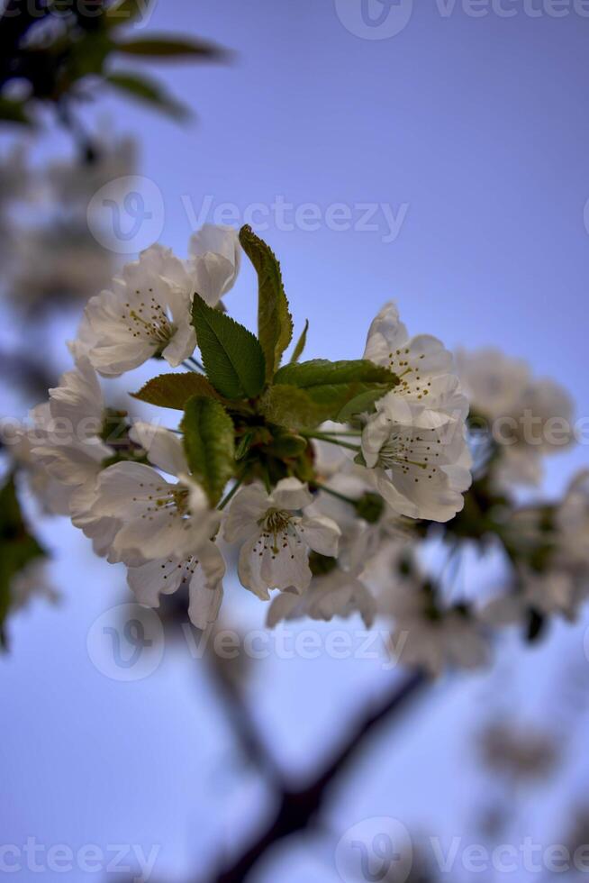 körsbär blomma på de bakgrund av de himmel på gryning foto