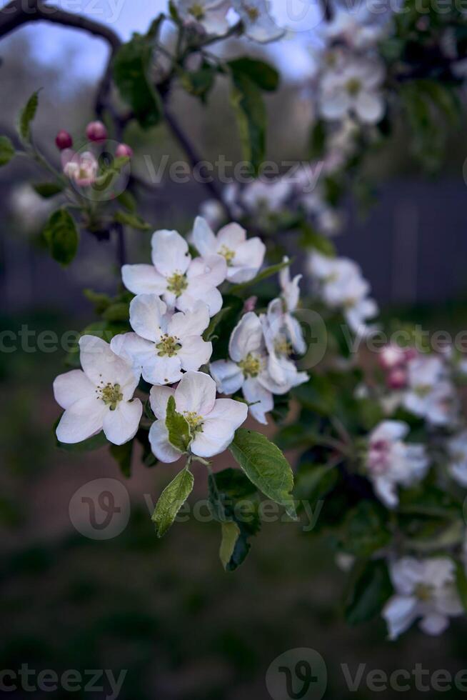 delikat rosa blomma av äpple träd, textur, bakgrund foto