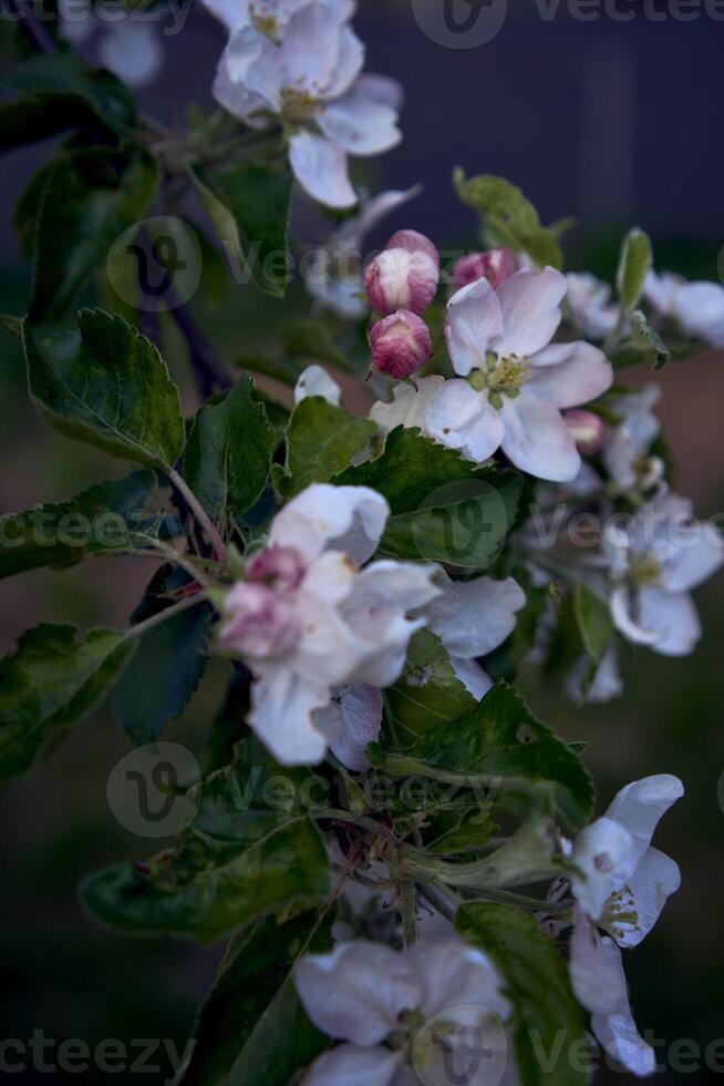 delikat rosa blomma av äpple träd, textur, bakgrund foto