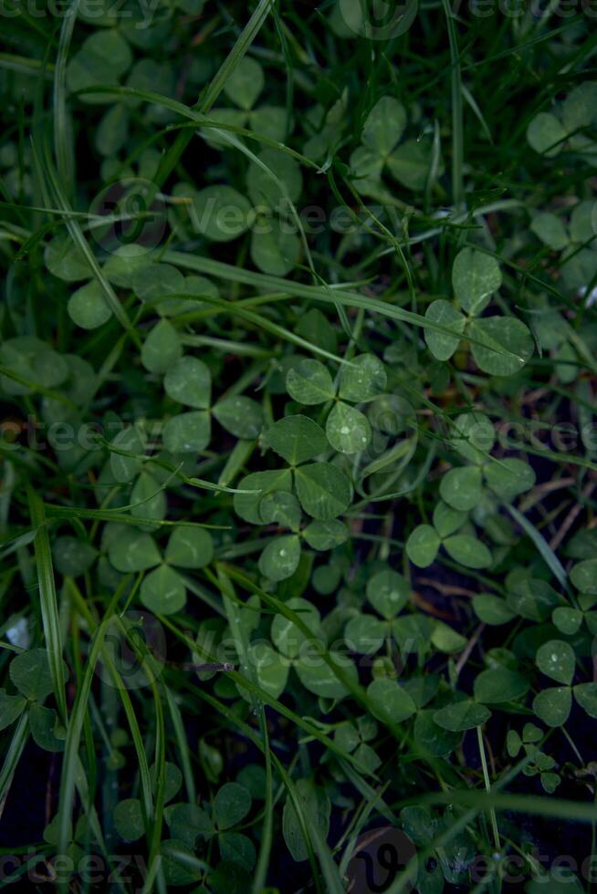klöver löv bland de gräs täckt med regndroppar, smartphone bakgrund foto