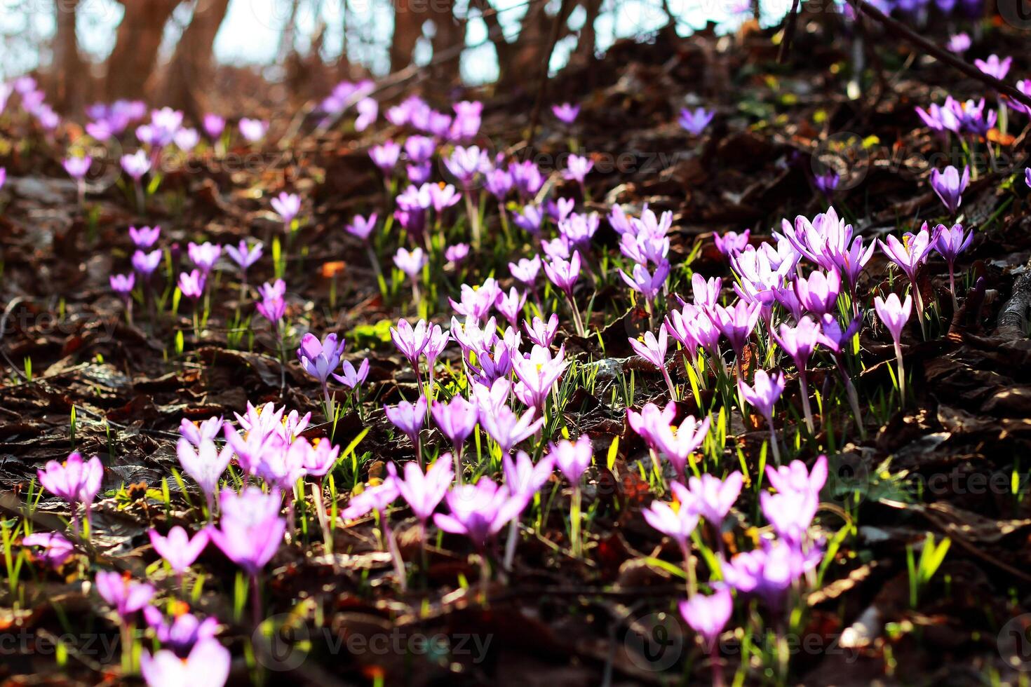 lila krokus växande i ett gammal skog i torr löv. krokusar. restaurering av landa. foto