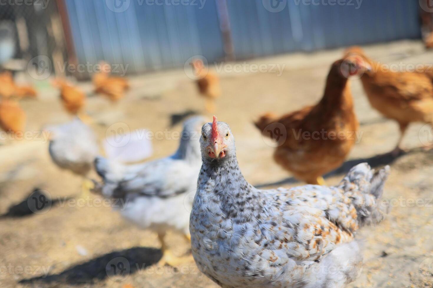 ett kyckling i de Foto. fri räckvidd kycklingar hackning i de gräs, ser för mat på en solig dag. Hem odla. inhemsk kycklingar. sommar dag på de odla. porträtt av en kyckling. foto