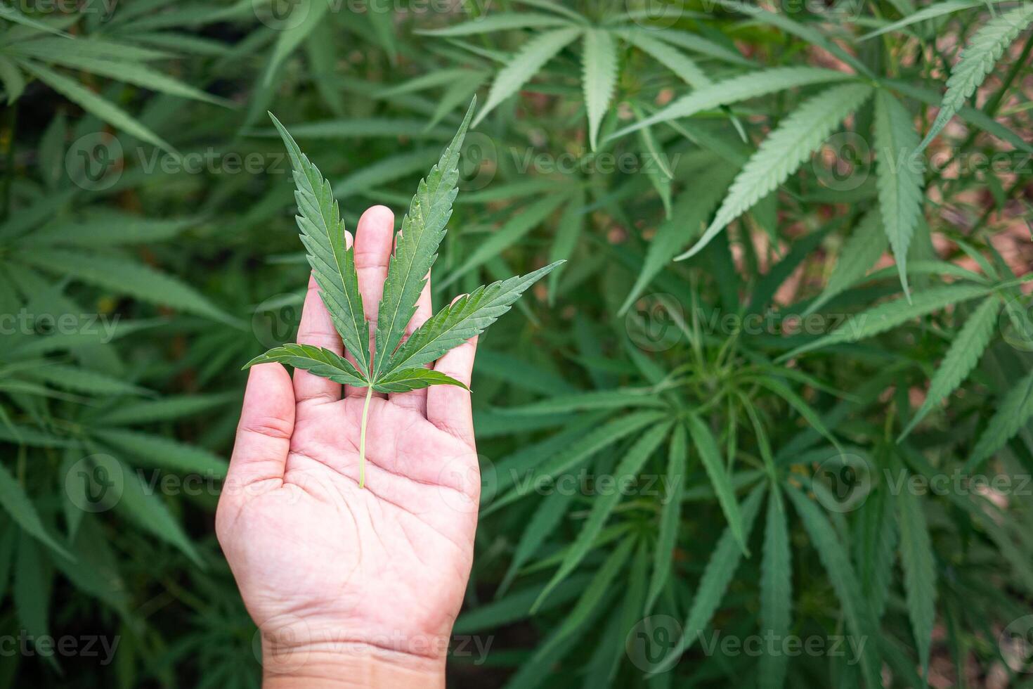 närbild av kvinnas hand har cannabis blad på hand på de utomhus- odla. de textur av marijuana löv. begrepp av cannabis plantage för medicinsk foto