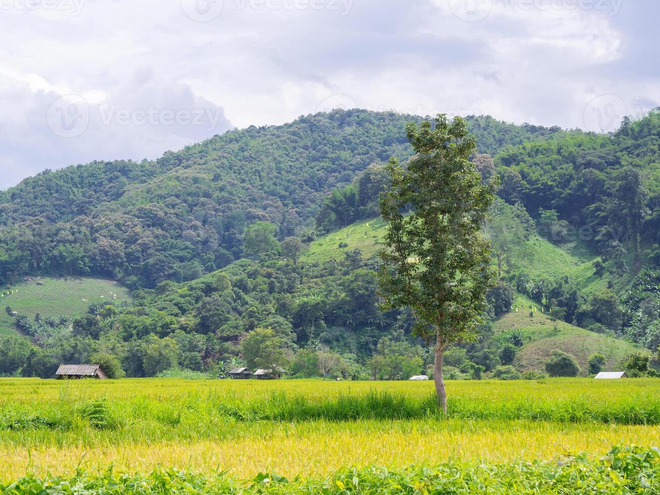 naturskön se landskap av ris fält med berg bakgrund i nordlig thailand foto
