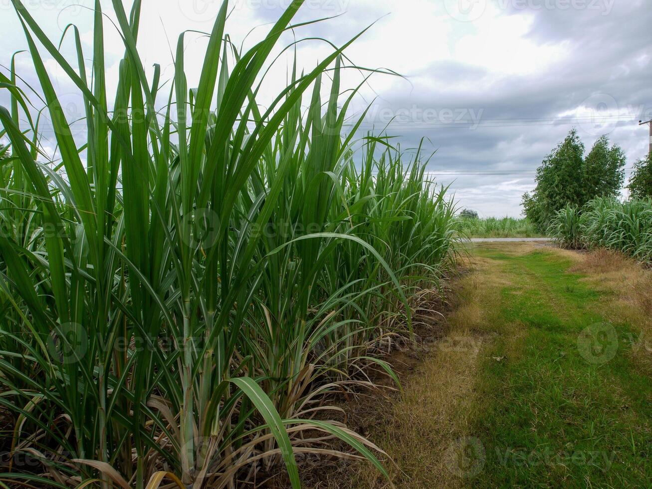 sockerrör plantager, den lantbruk tropisk växt i thailand, träd växa från de jord på en bruka i de skörda på en smuts väg med ljus himmel foto