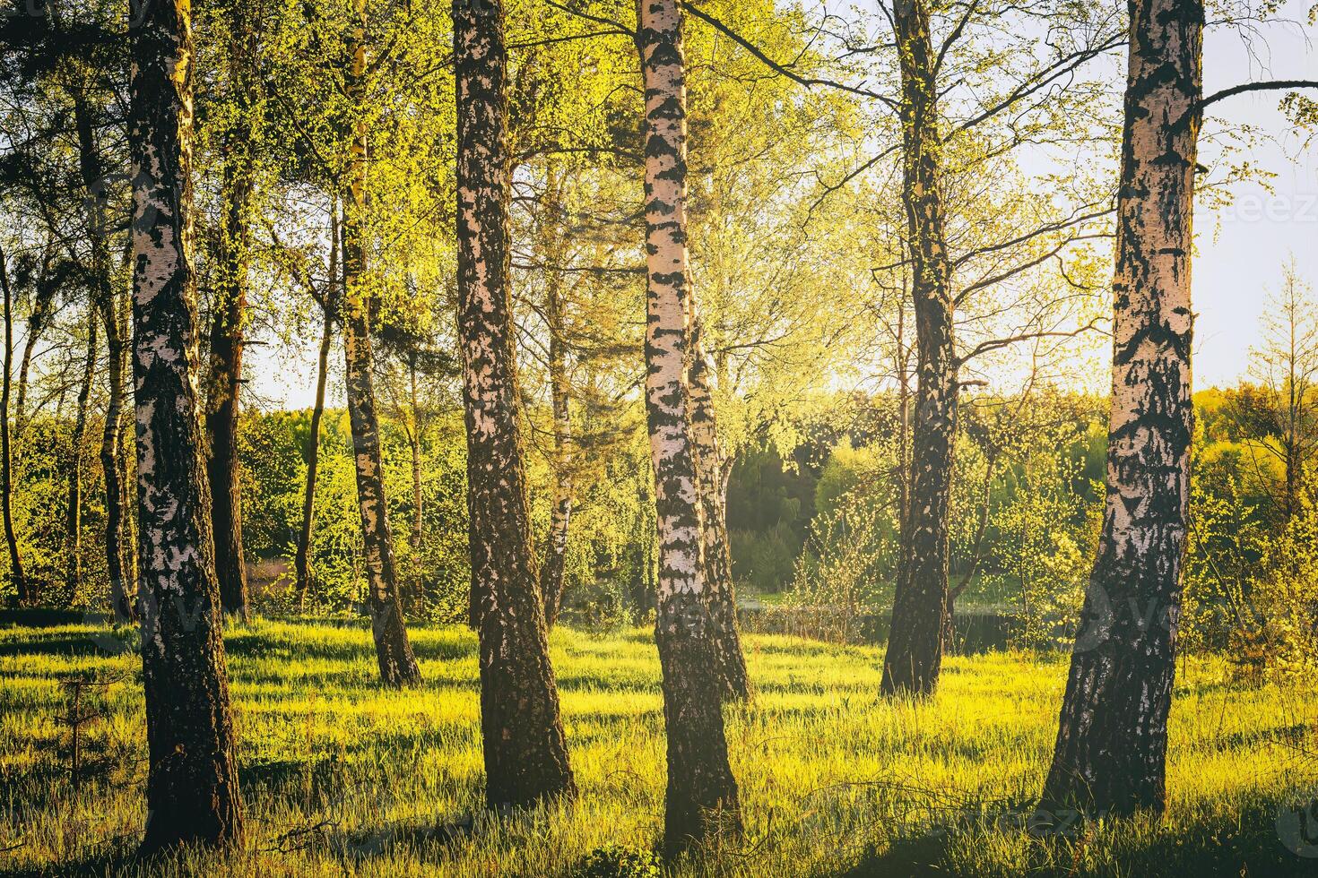 rader av björk trunkar med ung lövverk, upplyst förbi de Sol på solnedgång eller gryning i vår. årgång filma estetisk. foto