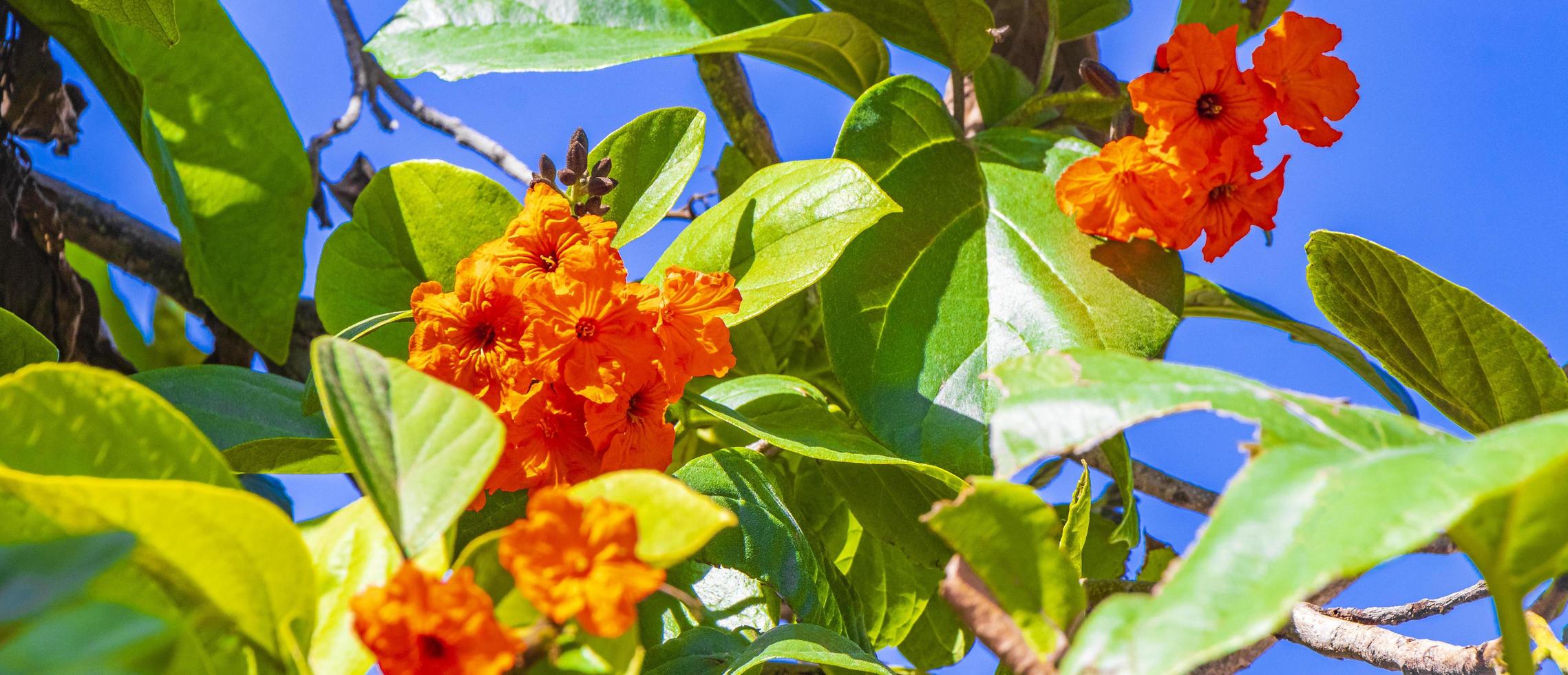 kou cordia subcordata blommande träd med blå himmel i mexico. foto