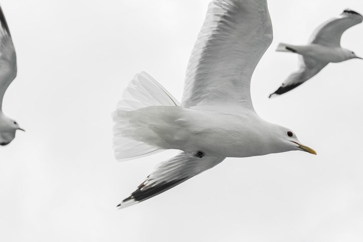 måsar flyger genom det vackra fjällfjordlandskapet i norge. foto