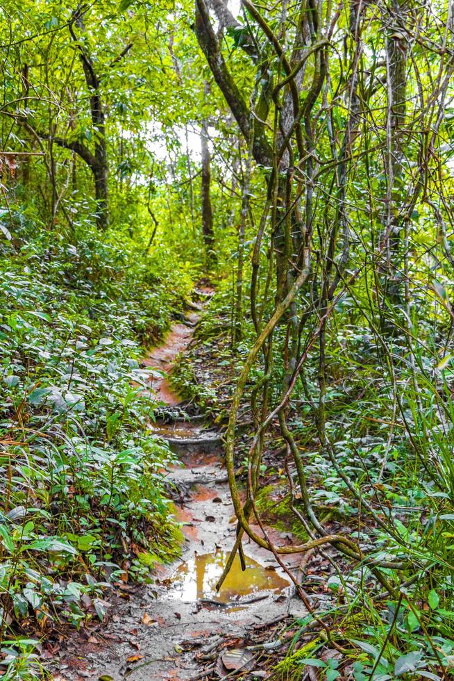 vandringsled i den naturliga tropiska djungelskogen ilha grande brasilien. foto