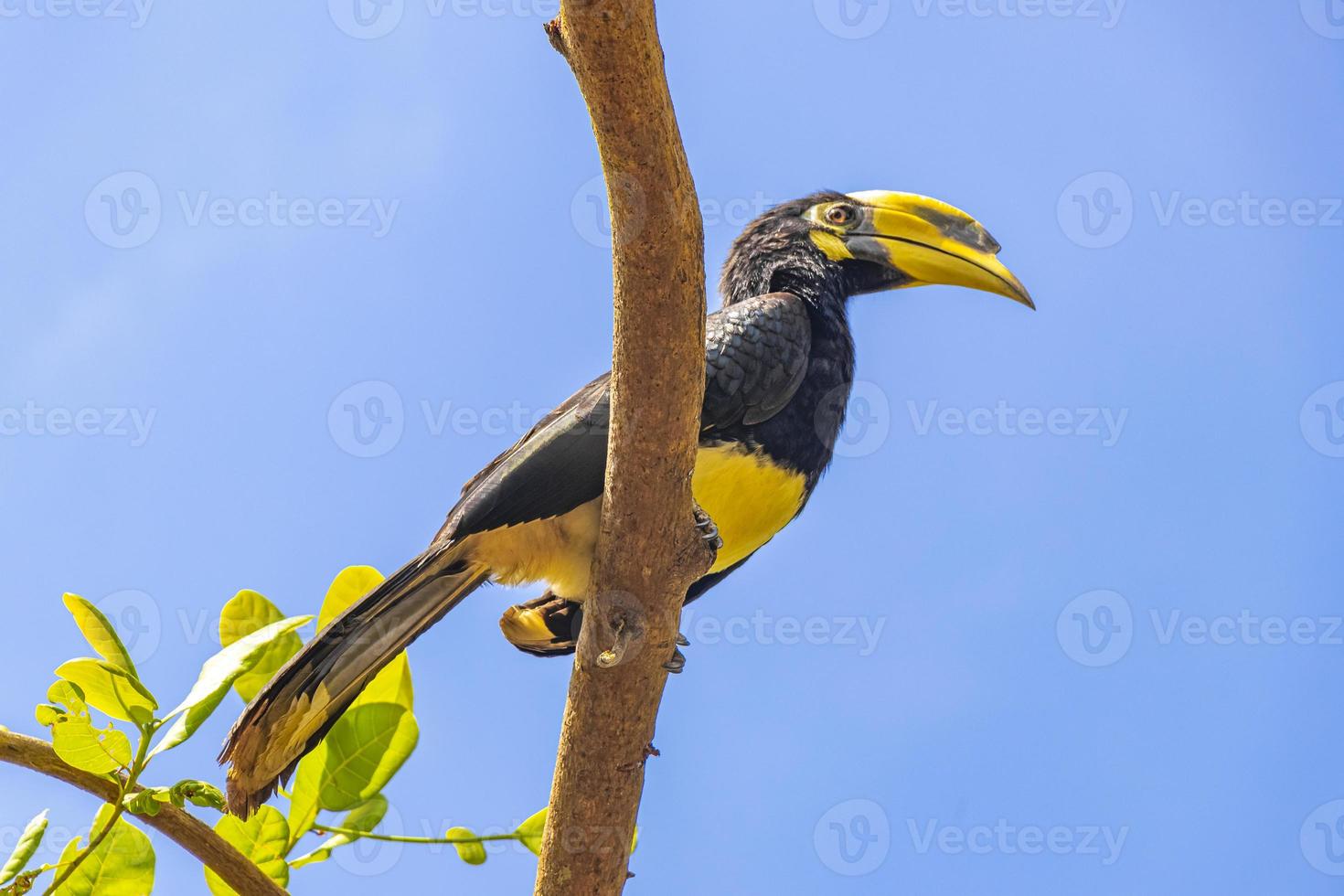 stor indian hornbill fågel gul näbb koh phayam ranong thailand. foto