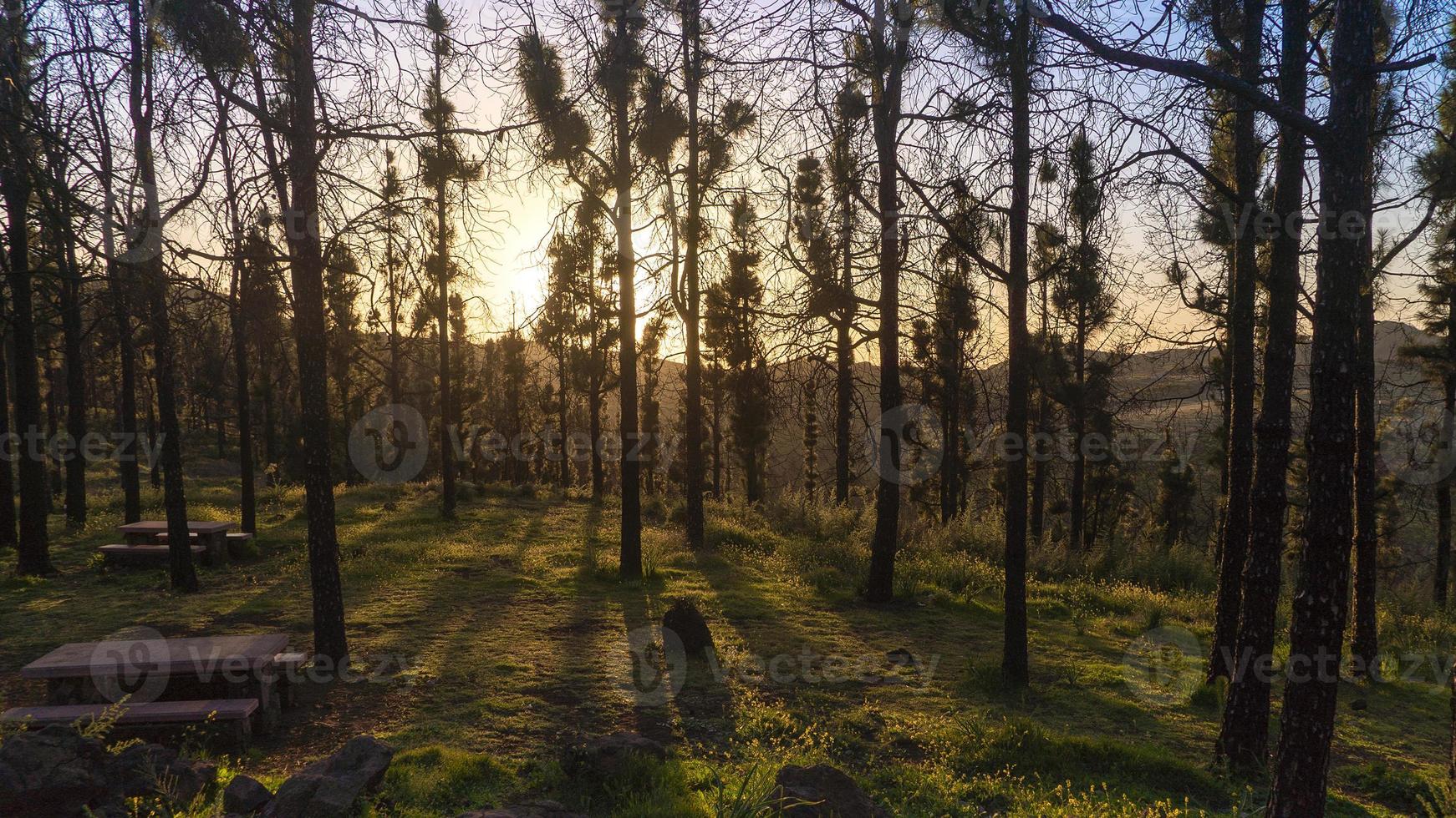 solnedgång i tallskogen på gran canaria foto