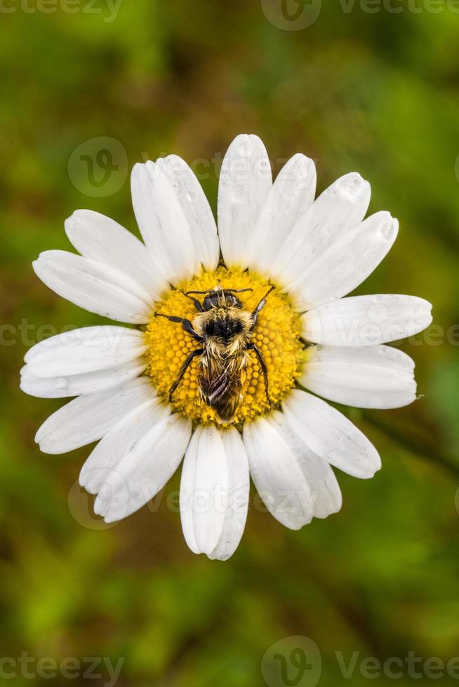 närbild av ett bi perfekt centrerad på en tusensköna blomma med vattendroppe. foto