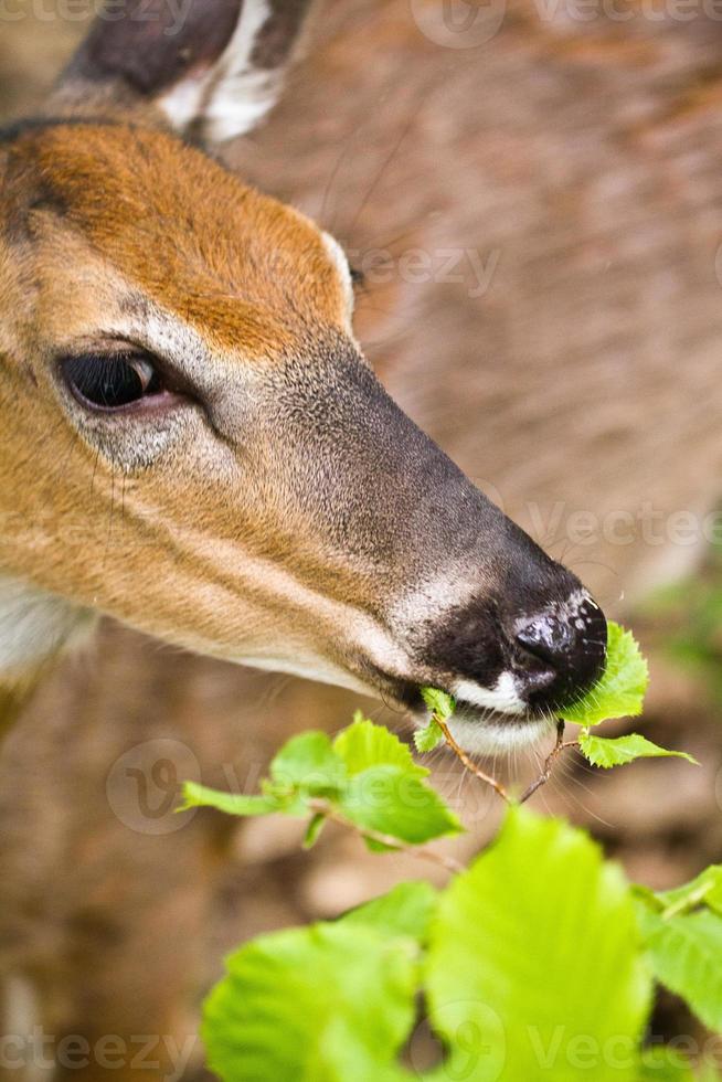 rådjur i naturen foto