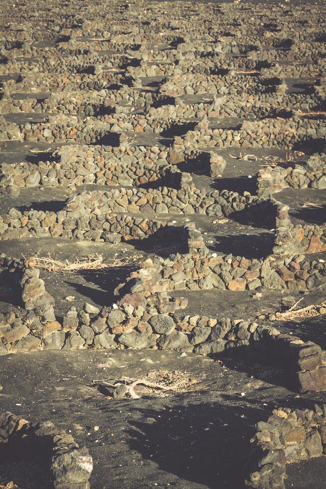 vingårdar i la geria, lanzarote, kanariefågel öar, Spanien. foto