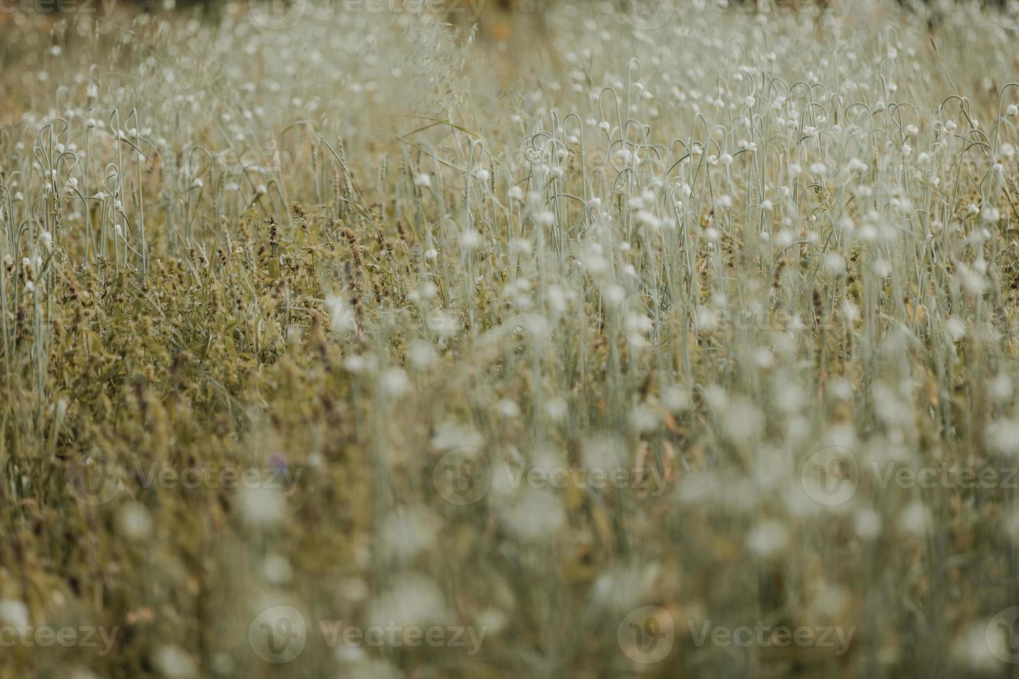 vitlök fält med blommor foto