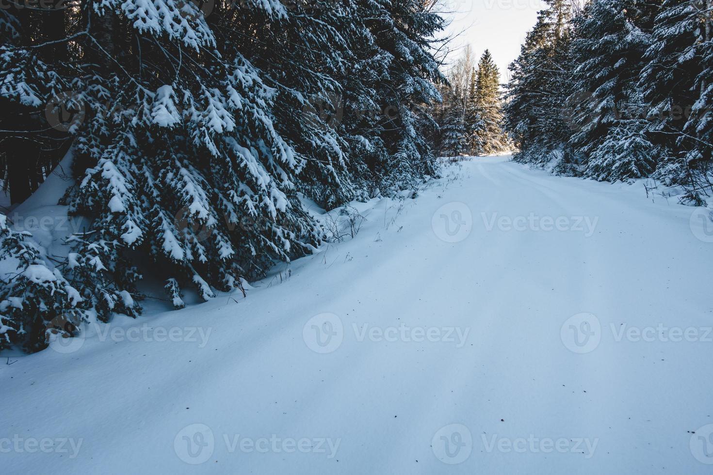 stängd väg i skogen på grund av kraftig snö foto