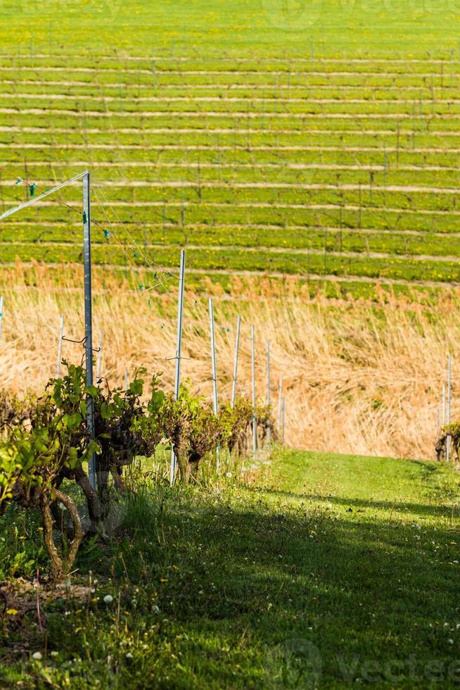 vingårdsfält under våren foto