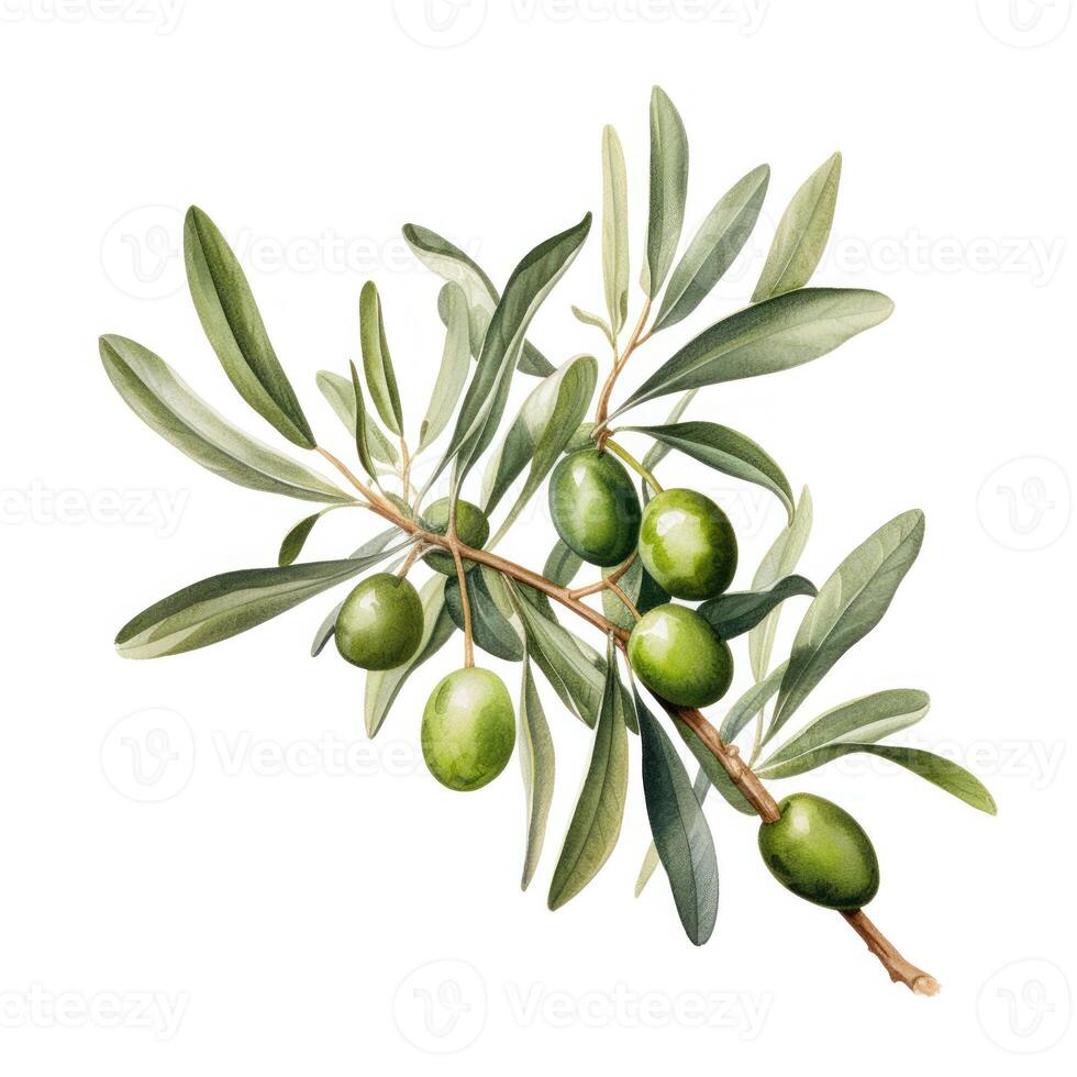 ai genererad hand dragen vattenfärg målning av oliv gren. foto