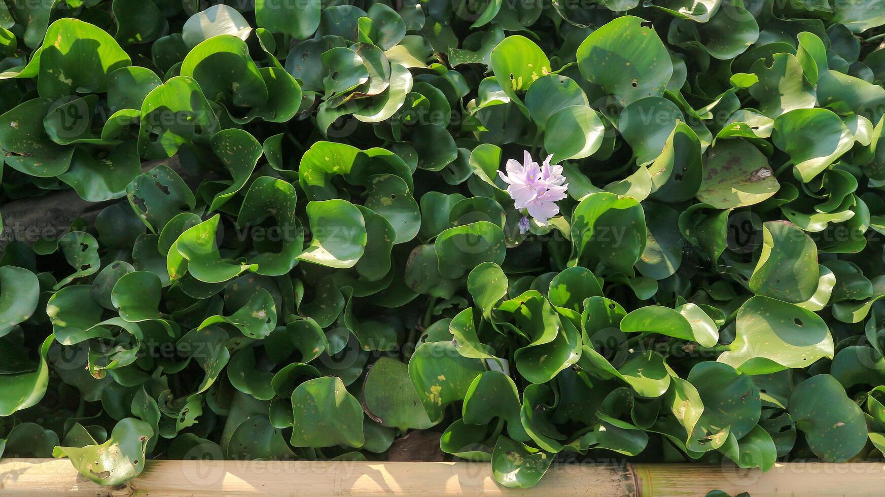 vatten hyacint i rawa pening sjö. vatten hyacint blommar. foto
