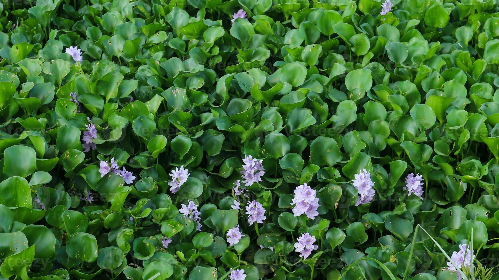 vatten hyacint i rawa pening sjö. vatten hyacint blommar. foto