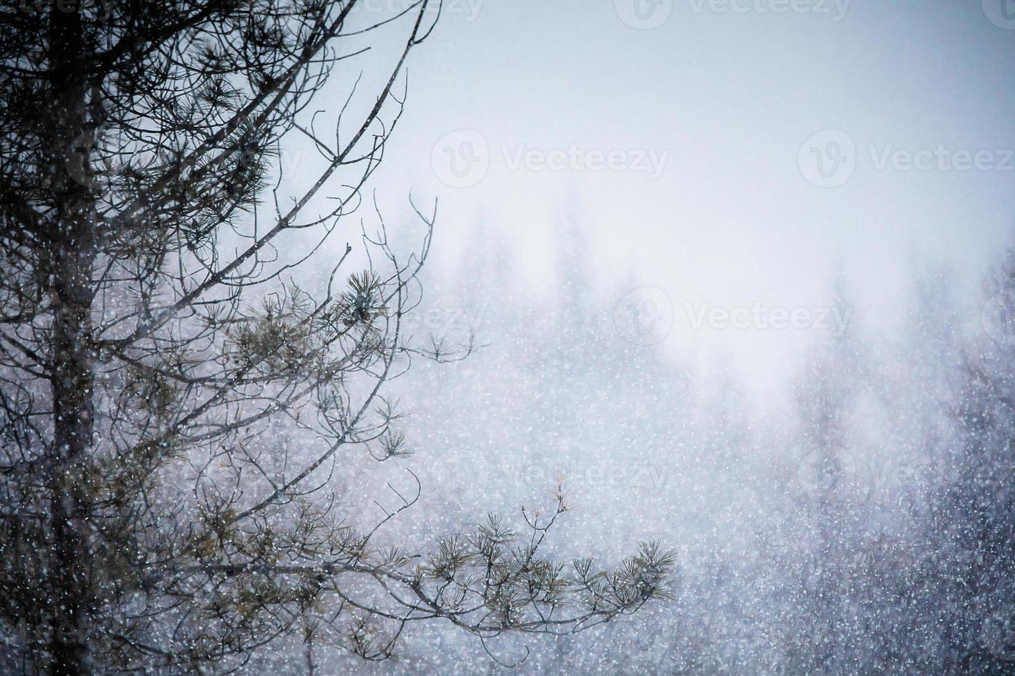 kraftig snöstorm i en tallskog foto