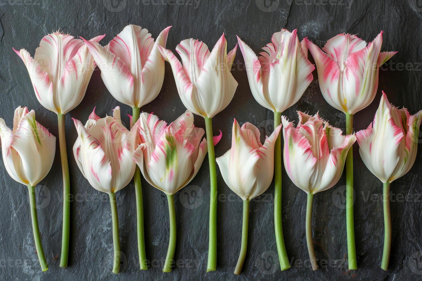 ai genererad en samling av delikat vit tulpaner med rosa ränder, varje kronblad kantad i fransar, anordnad ordentligt på en skiffer yta foto