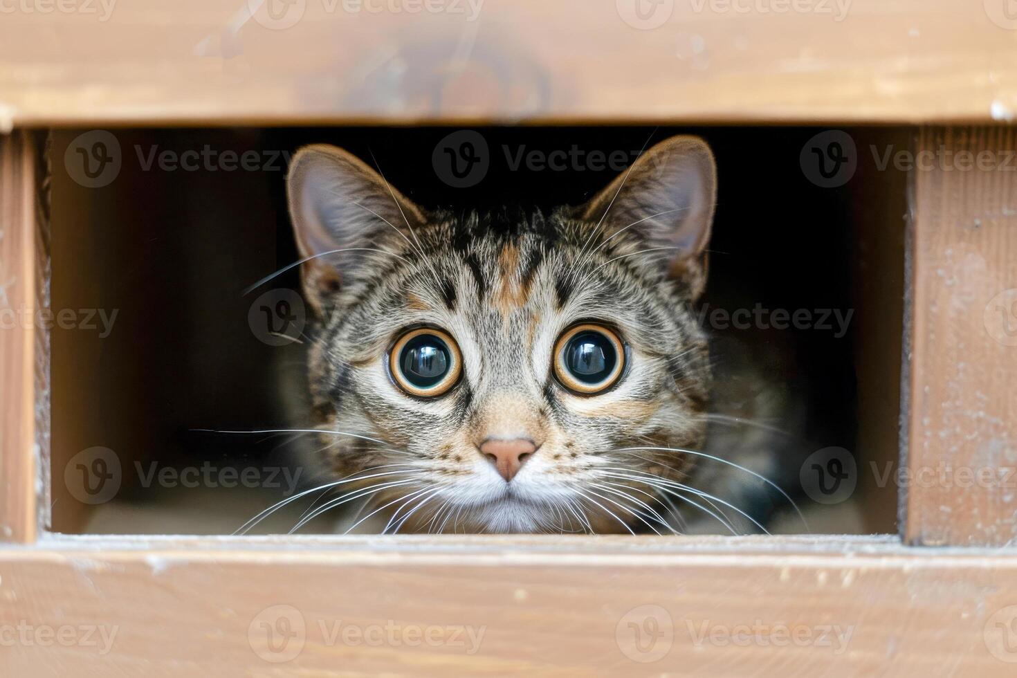 nyfiken tabby katt peering genom trä- fönster foto