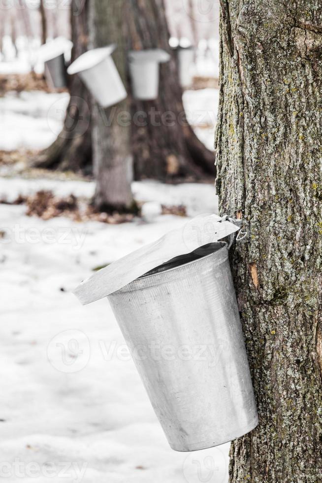 skog av lönnsaft hinkar på träd foto