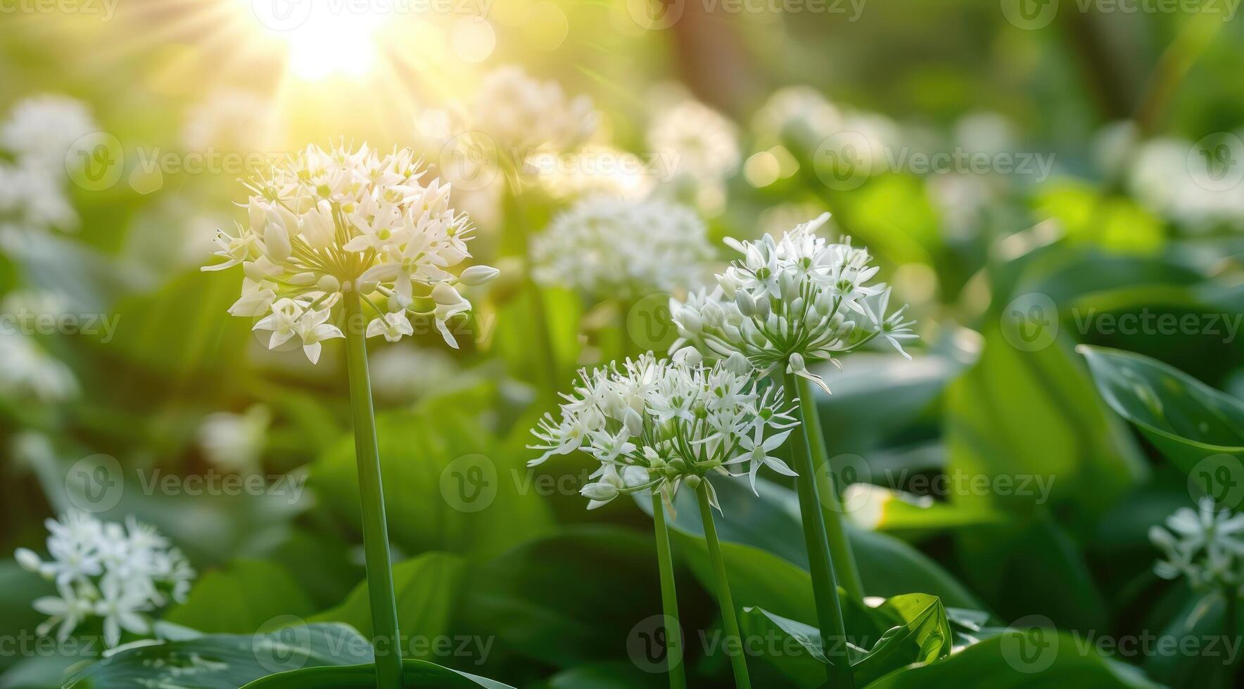 medicinsk örter växter. stänga upp av blomning vild vitlök. allium ursinum i skog eller trädgård i vår. foto