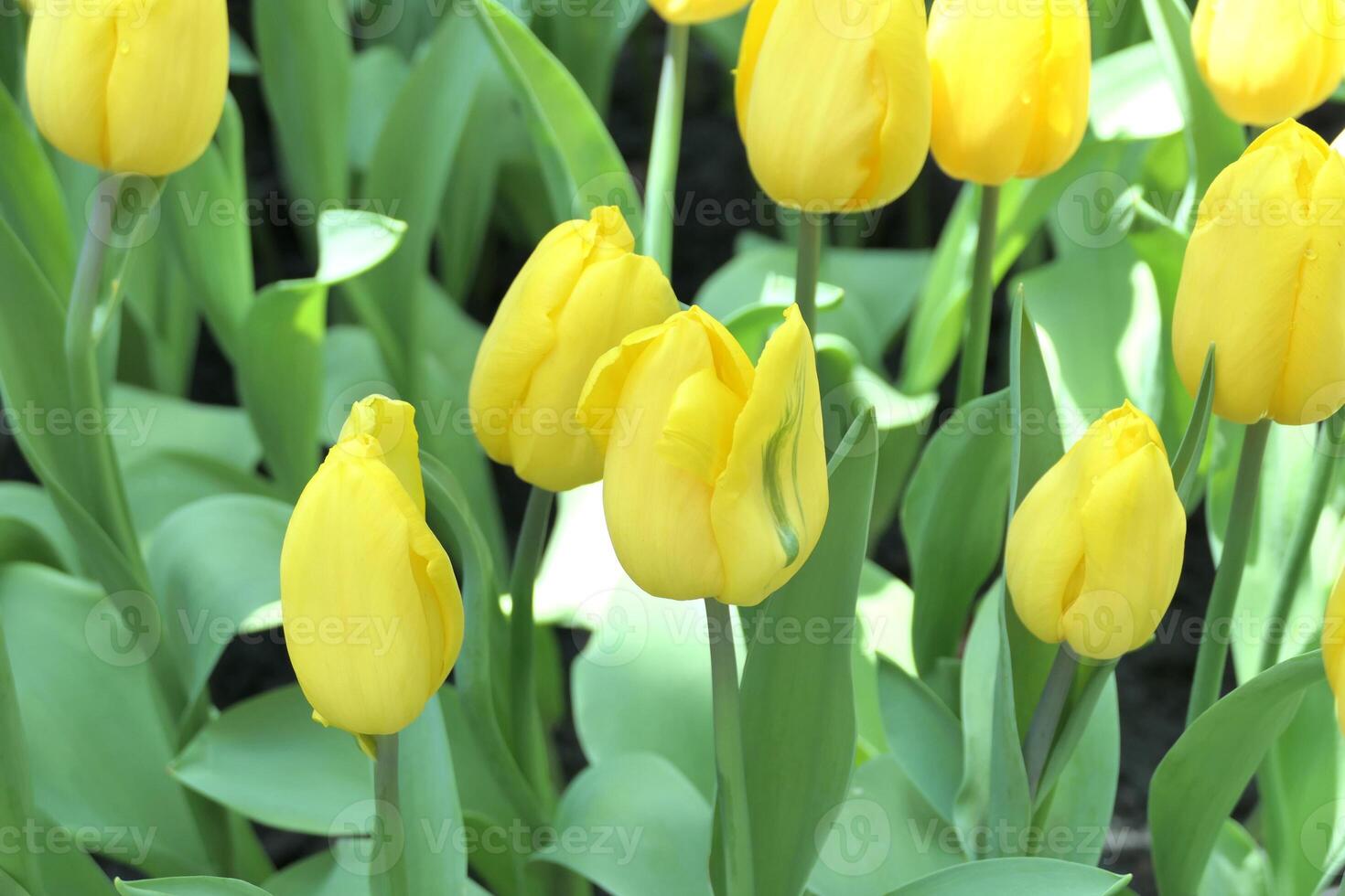 tulpaner blomma skön i trädgård växt foto