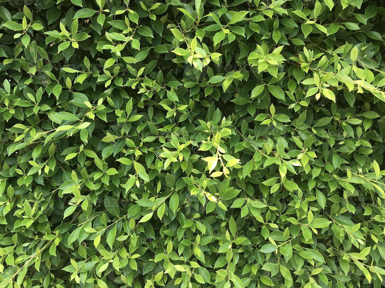 natur grön blad bakgrund foto