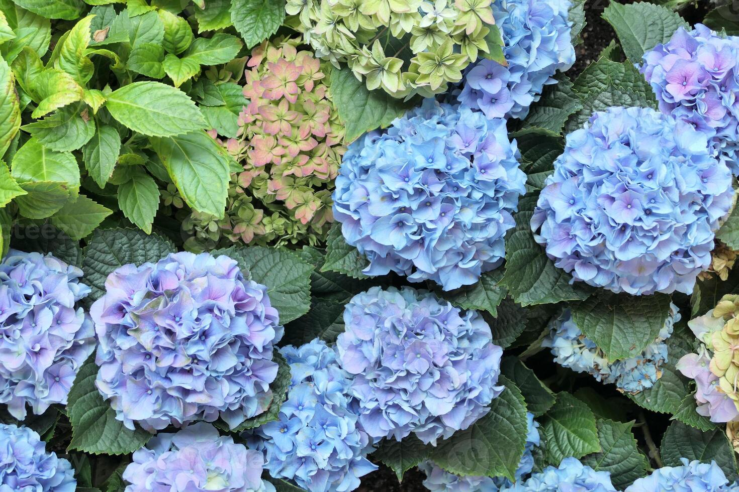 färgrik hortensia buskar blomma bakgrund foto