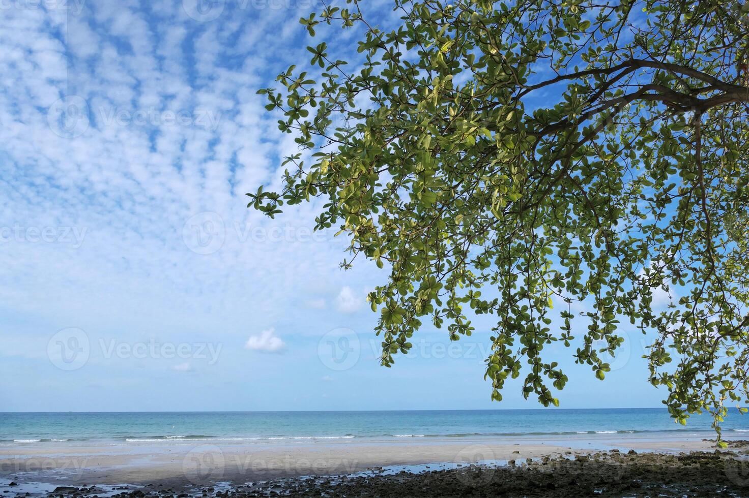 strand havet med blad grenar i de himmel foto