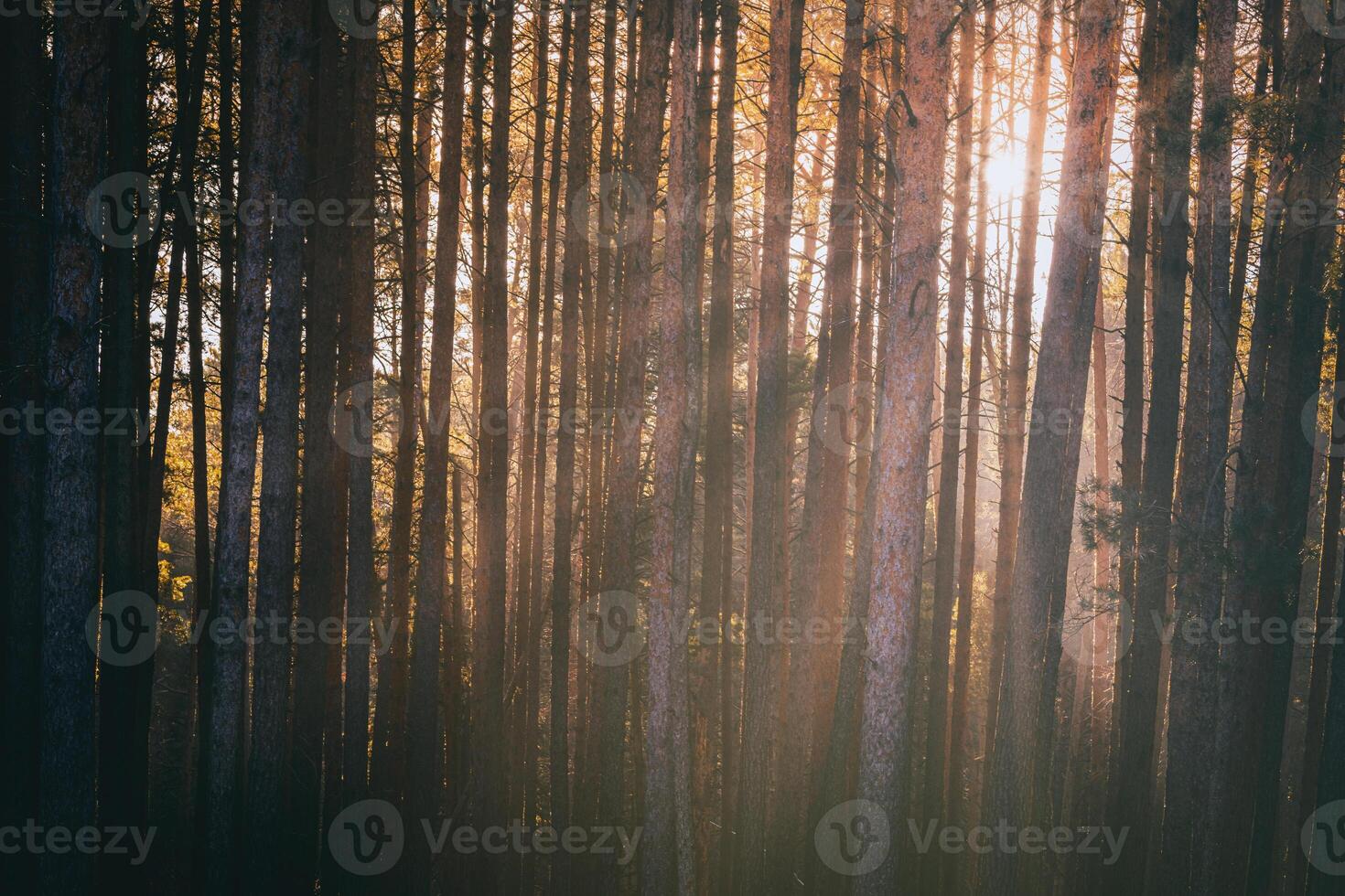 solstrålar belysande de trunkar av tall träd på solnedgång eller soluppgång i ett tidigt vinter- tall skog. estetik av årgång filma. foto