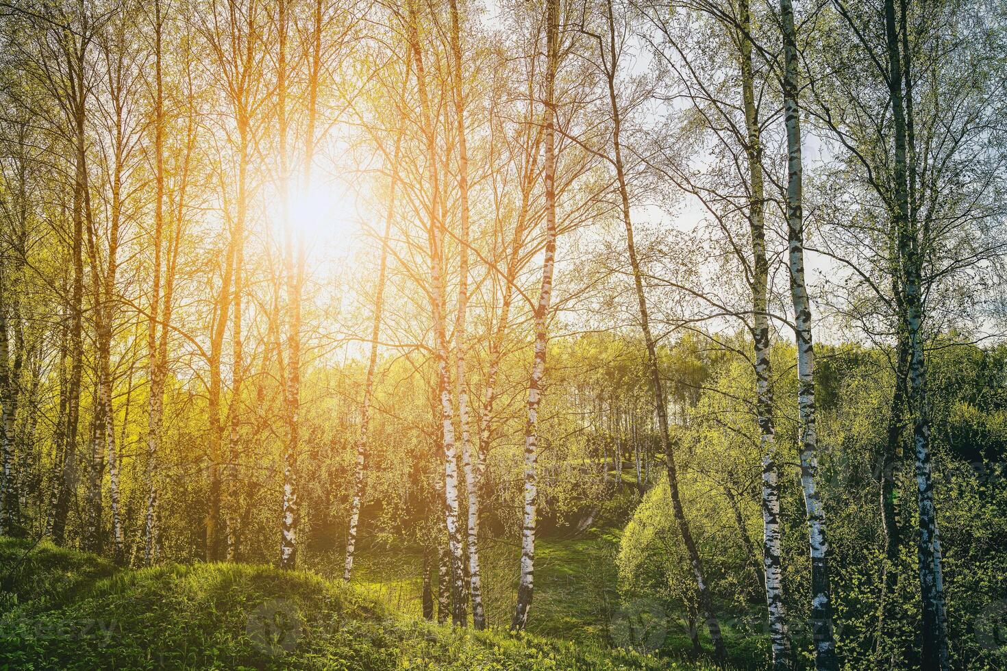 björkar med ung löv belyst förbi solljus i vår eller sommar. estetik av årgång filma. foto