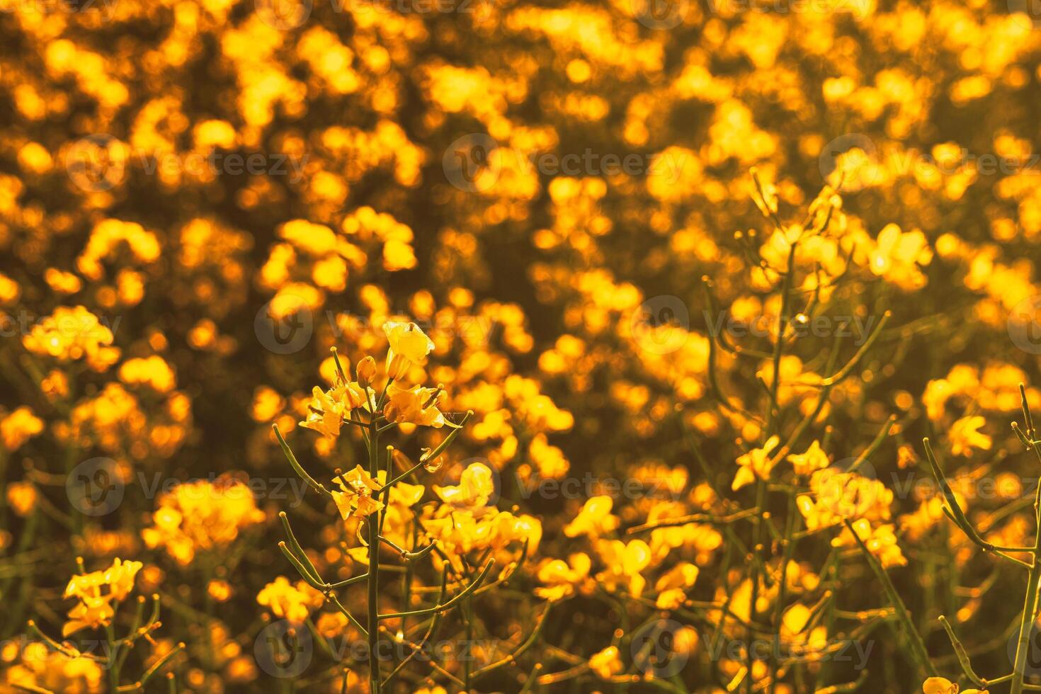 rapsfrö blommor upplyst förbi solljus. estetik av årgång filma. foto