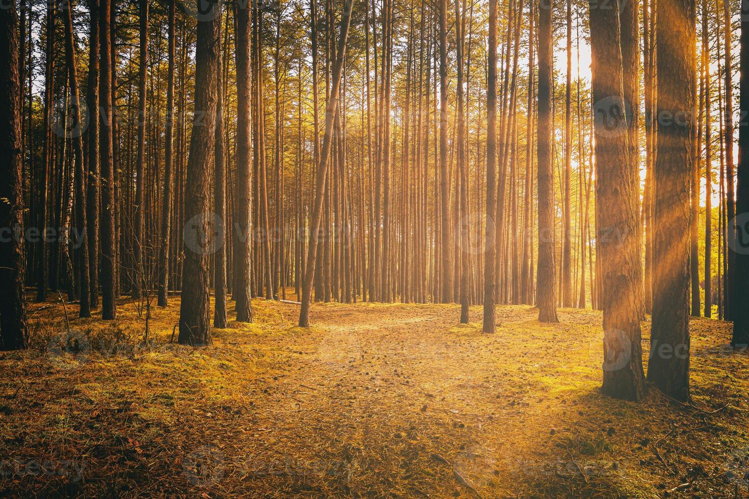 solstrålar belysande de trunkar av tall träd på solnedgång eller soluppgång i ett höst tall skog. estetik av årgång filma. foto