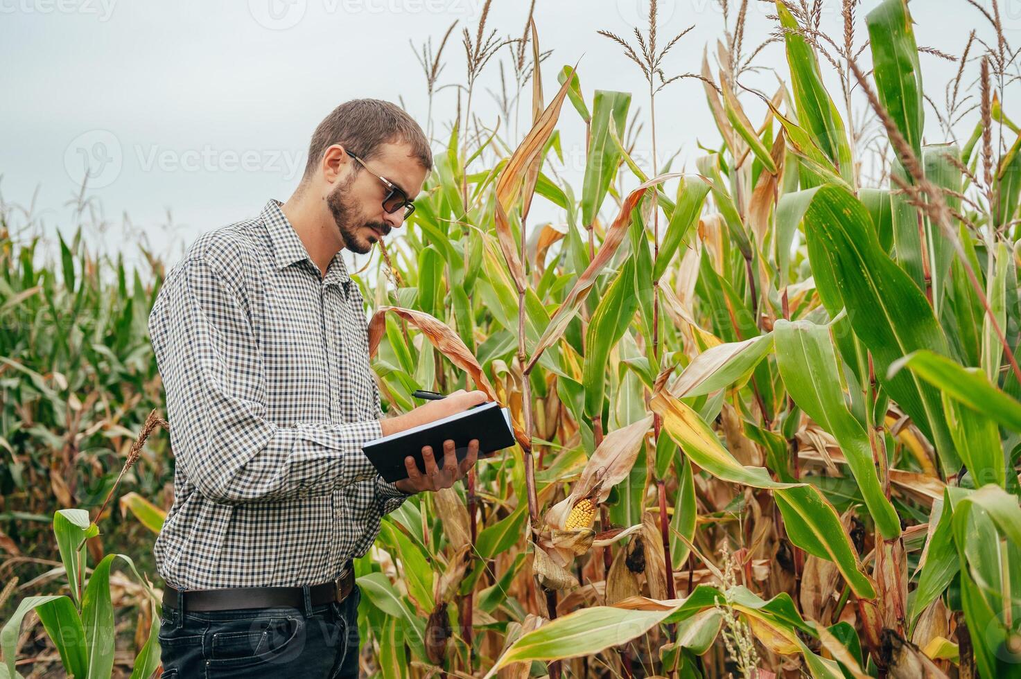 agronom innehar läsplatta Rör vaddera dator i de majs fält och granskning gröda innan skörd. jordbruksnäringen begrepp. jordbruks ingenjör stående i en majs fält med en läsplatta. foto